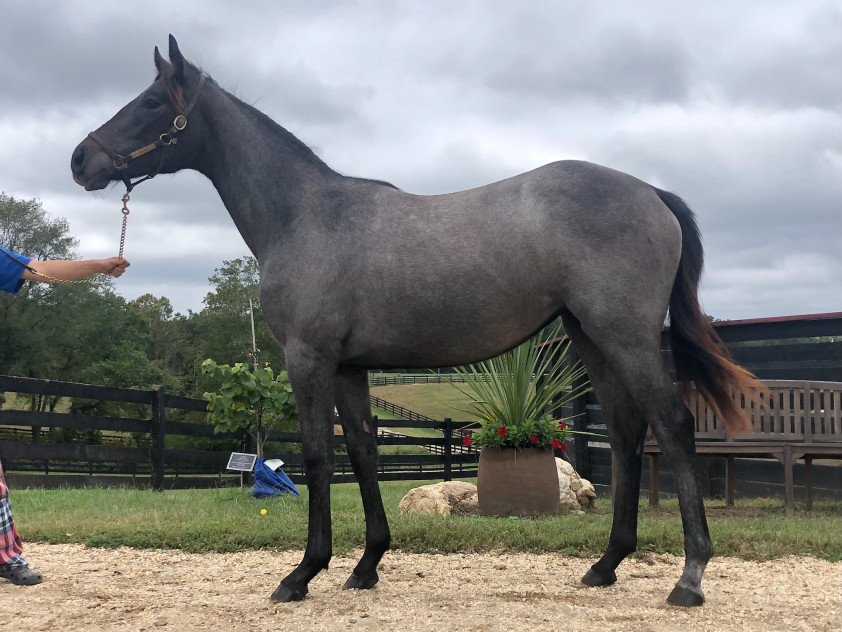 Verst 2026 Foal